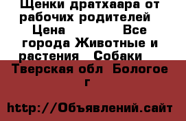 Щенки дратхаара от рабочих родителей › Цена ­ 22 000 - Все города Животные и растения » Собаки   . Тверская обл.,Бологое г.